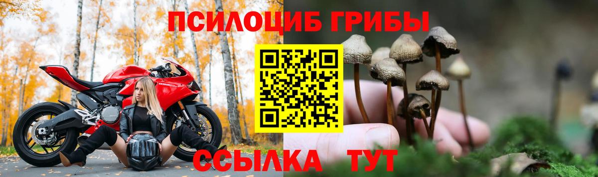Псилоцибиновые грибы Psilocybe Ессентуки